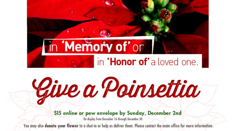 Give a Poinsettia